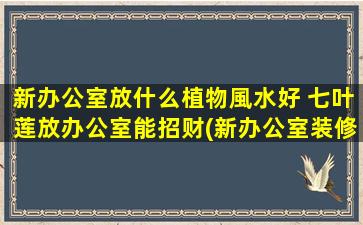 新办公室放什么植物風水好 七叶莲放办公室能招财(新办公室装修必备，办公室招财植物推荐！)